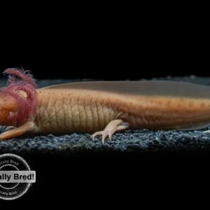 Copper Melanoid Axolotl (Ambystoma mexicanum), Locally Bred!