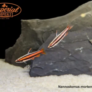 Coral Red Pencilfish