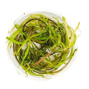 Corkscrew Chain Sword (Helanthium augustifolia "Vesuvius") Tissue Culture
