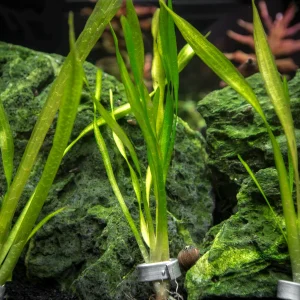 Corkscrew Vallisneria (Vallisneria torta), Bunch w/Lead