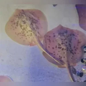 Cortex Stingray