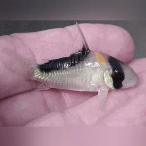Cory Adolfoi