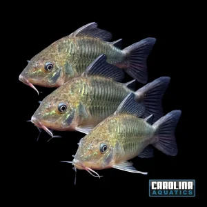 Cory - Emerald Brochis XL