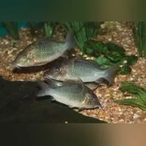 Cory Multiradiatus
