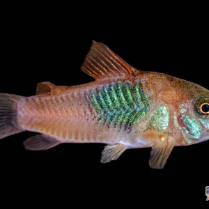 Cory - Orange Venezuela