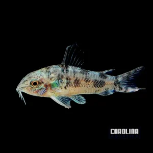 Cory - Paleatus