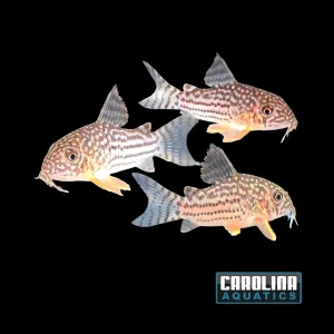 Cory - Sterbai