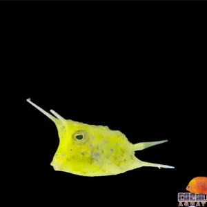 Cowfish - Longhorn Sm/Md