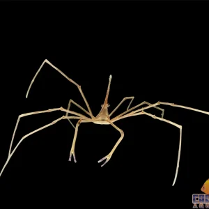 Crab - Arrow