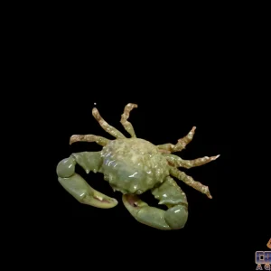 Crab - Emerald