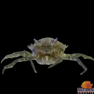 Crab - Pitho