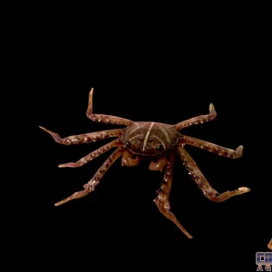 Crab - Sally Lite Foot