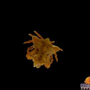 Crab - Sponge