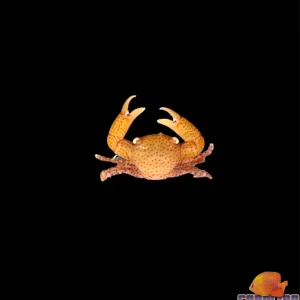 Crab - Spotted Trapezia