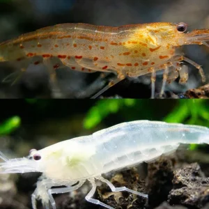 Creamsicle Amano Shrimp Combo Pack (Caridina multidentata Sun Orange / Snow)