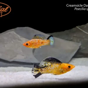 Creamsicle Dalmatian Molly (Poecilia sphenops)