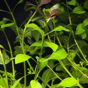 Creeping Primrose-Willow (Ludwigia repens), bunch