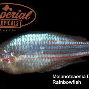 Crimson Spotted Rainbowfish "Snapper Creek"