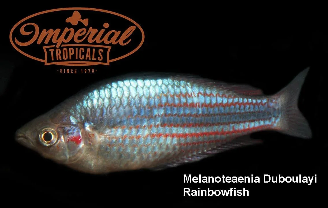 Crimson Spotted Rainbowfish "Snapper Creek"