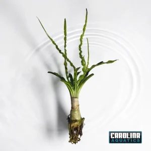 Crinum Calamistratum