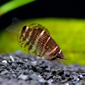 Crossband Chocolate Gourami (Sphaerichthys selatanensis) – Tank Bred
