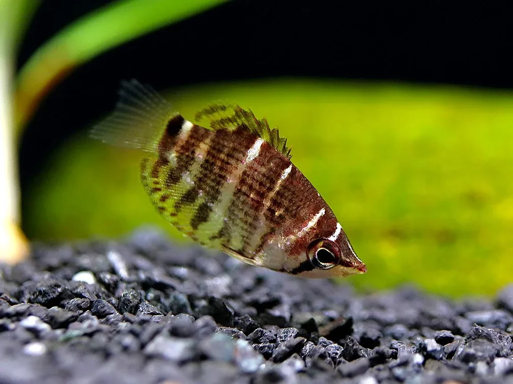 Crossband Chocolate Gourami (Sphaerichthys selatanensis) – Tank Bred