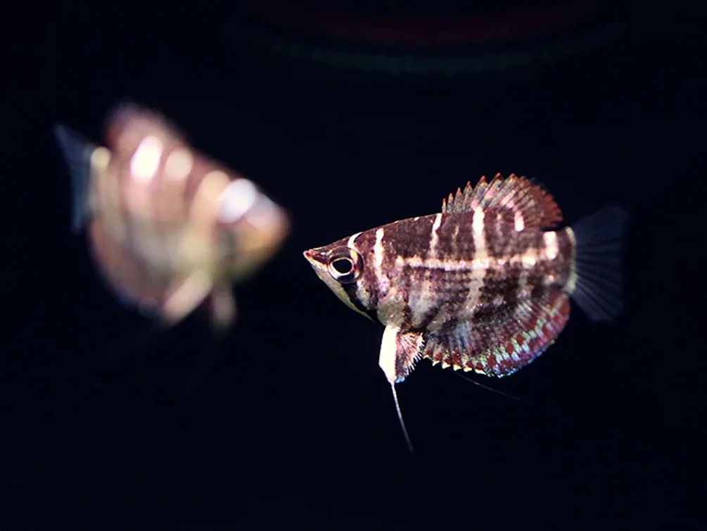 Crossband Chocolate Gourami (Sphaerichthys selatanensis) – Tank Bred - Image 2