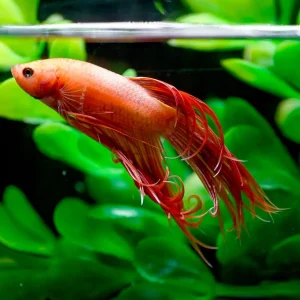 Crowntail Betta, Male