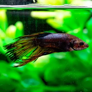 Crowntail Betta, Male