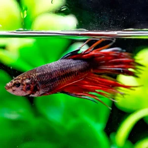Crowntail Betta, Male