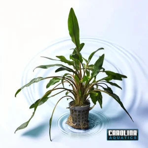 Crypt Lutea Potted