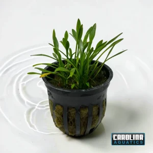 Crypt Parva Potted