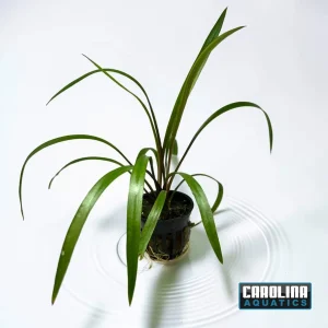 Crypt Spiralis Potted