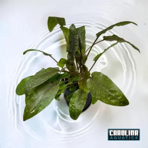 Crypt Wendtii Bronze Potted