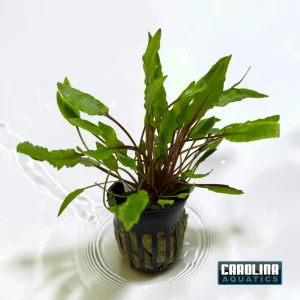 Crypt Wendtii Green Potted