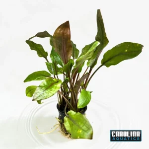 Crypt Wendtii Red Potted