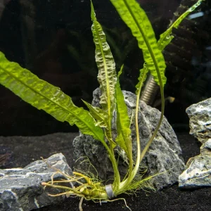 Cryptocoryne Balansae (Cryptocoryne crispatula "Balansae"), Bare Root