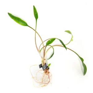 Cryptocoryne lutea, bare root