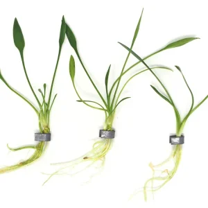 Cryptocoryne parva, bare root