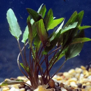 Cryptocoryne petchii