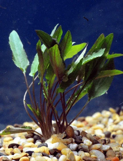 Cryptocoryne petchii