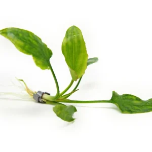 Cryptocoryne pontederiifolia