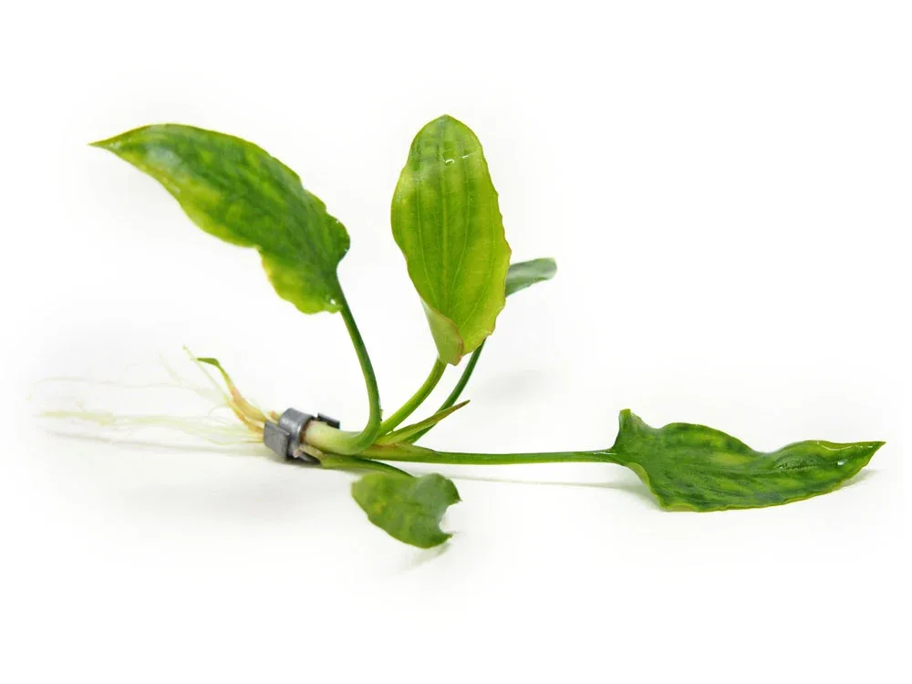 Cryptocoryne pontederiifolia