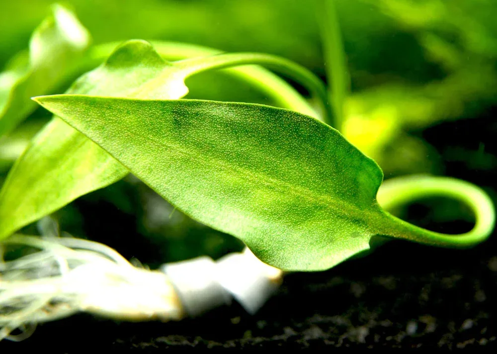 Cryptocoryne pontederiifolia - Image 2