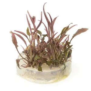 Cryptocoryne sp. "Flamingo" Tissue Culture