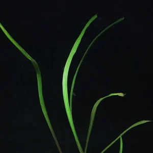 Cryptocoryne spiralis