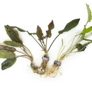 Cryptocoryne wendtii Multi-Color Combo Pack