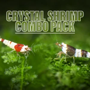 Crystal Red and Black Shrimp Combo Box