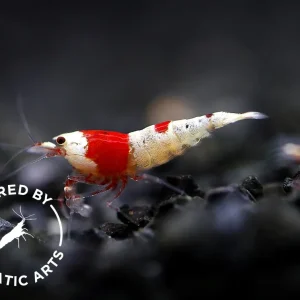 Crystal Red Shrimp (Caridina cf. cantonensis) – Bred by Aquatic Arts