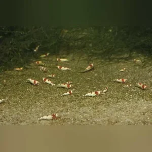 Crystal Red Shrimp Grade S